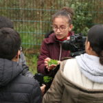 Récolte de la menthe plantée par les jeunes dans le jardin partagé du CSC.