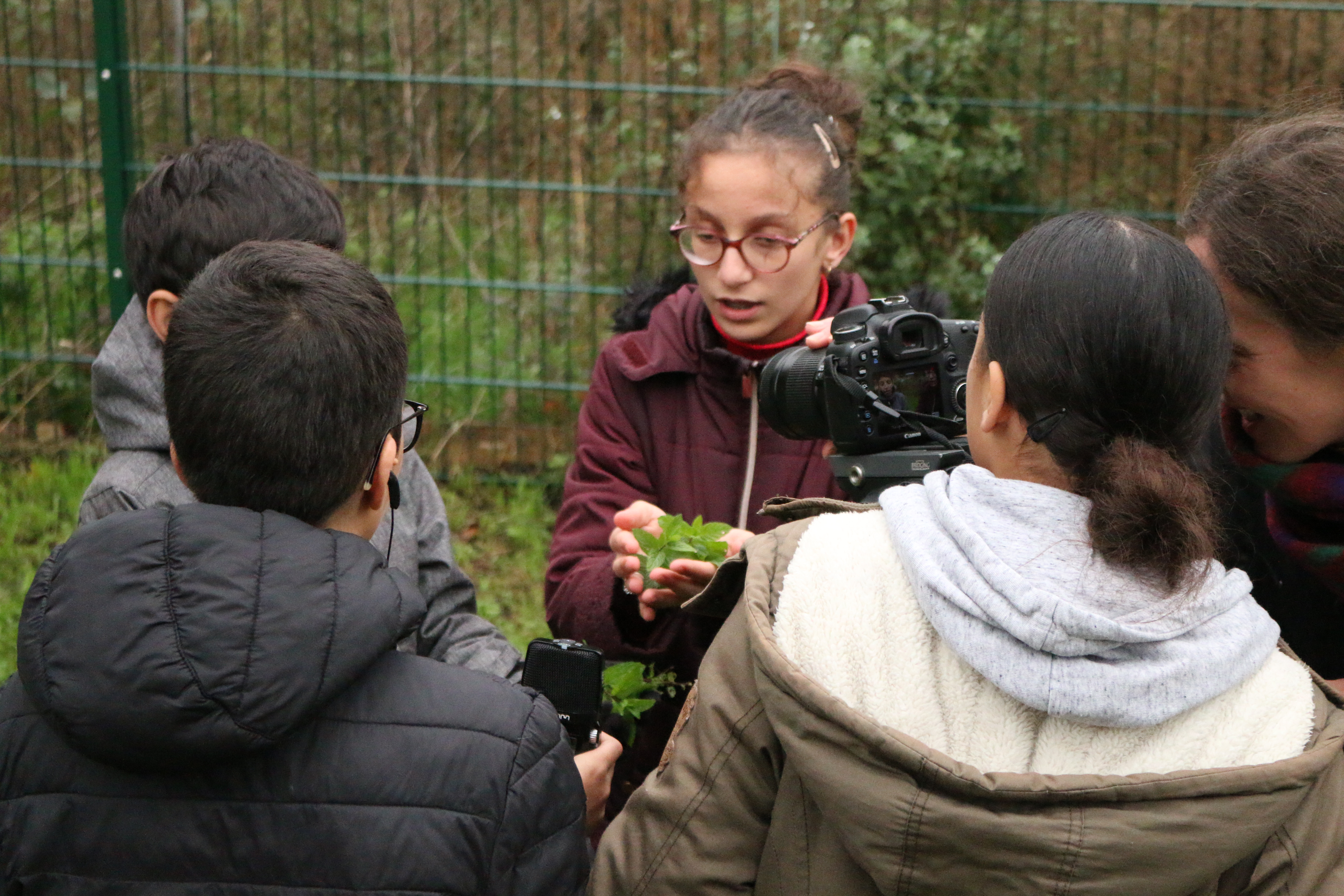 Récolte de la menthe plantée par les jeunes dans le jardin partagé du CSC.